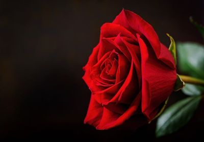 গোলাপৰ স্তৱক